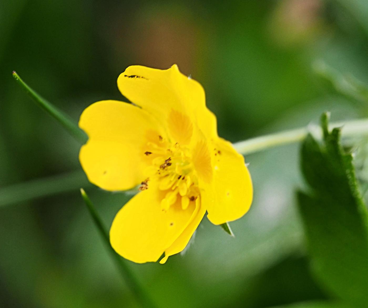 Cinquefoil, Golden flower